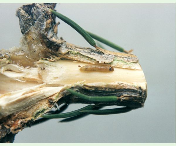 Plodokaz praslenový