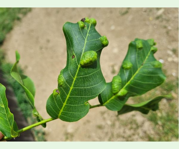 Roztoč Aceria erinea