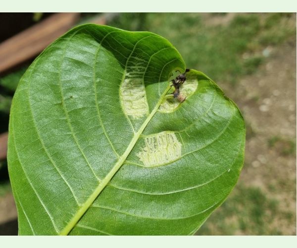 Roztoč Aceria erinea