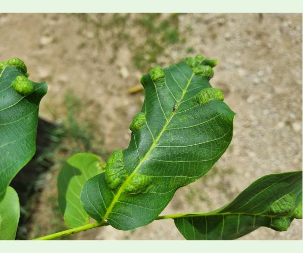 Roztoč Aceria erinea