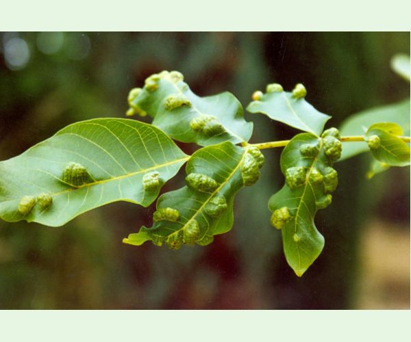 Roztoč Aceria erinea