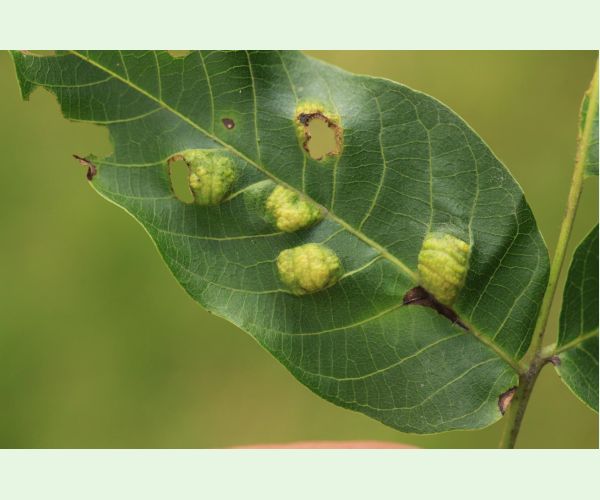 Roztoč Aceria erinea