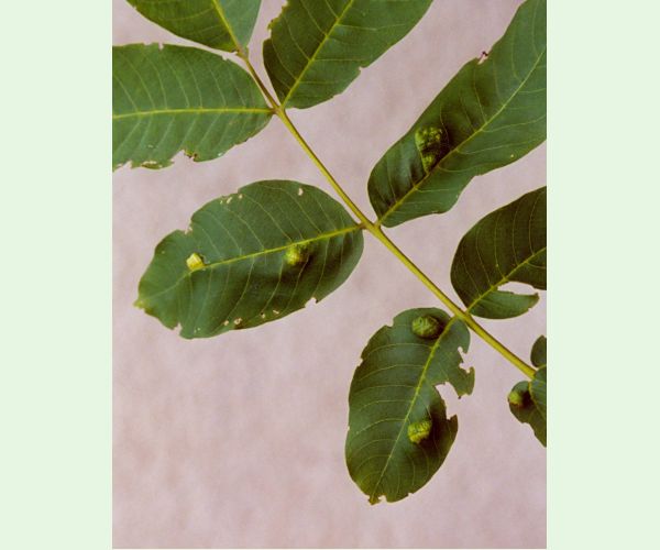 Roztoč Aceria erinea