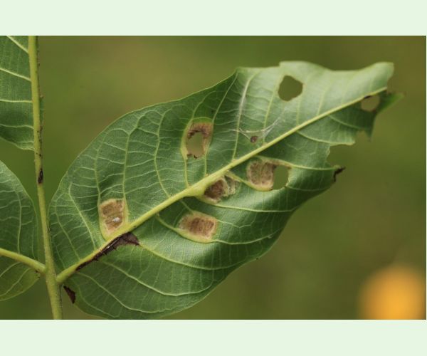 Roztoč Aceria erinea