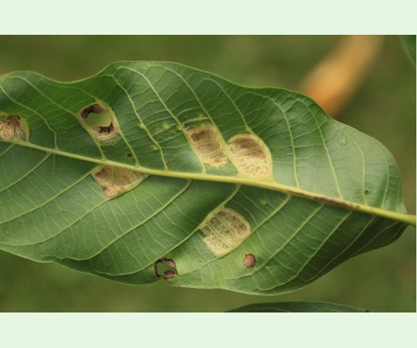 Roztoč Aceria erinea