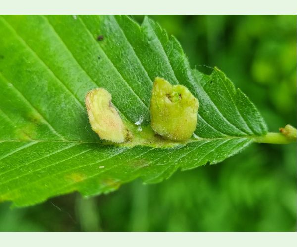 Vlnačka hrebienková