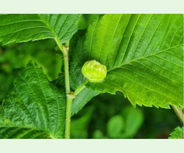 Vlnačka hrebienková