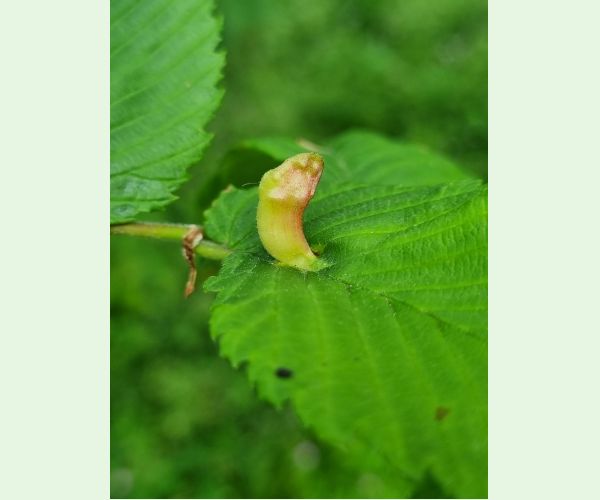 Vlnačka hrebienková