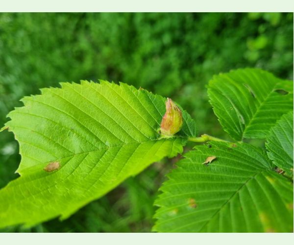 Vlnačka hrebienková