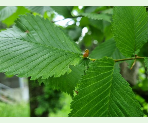 Vlnačka hrebienková