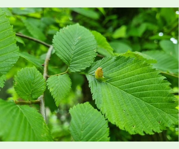 Vlnačka hrebienková