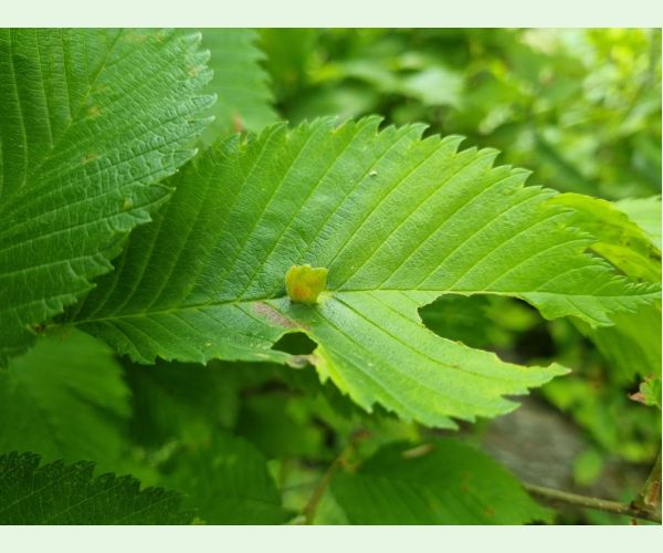 Vlnačka hrebienková