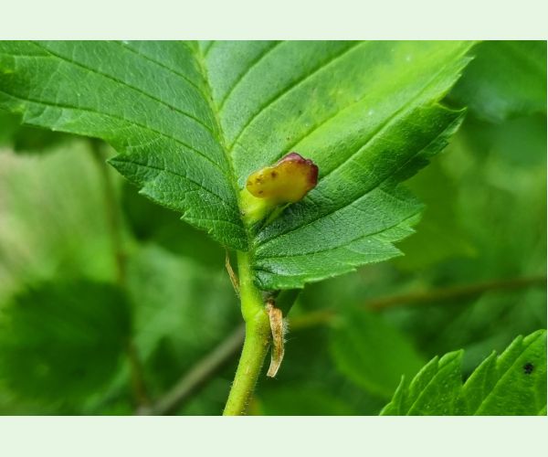 Vlnačka hrebienková