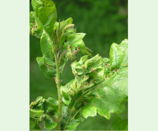 Hrčiarka Andricus crispator