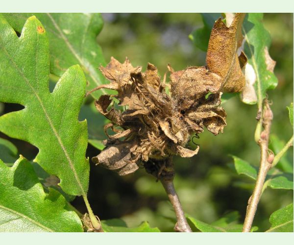 Hrčiarka Andricus crispator