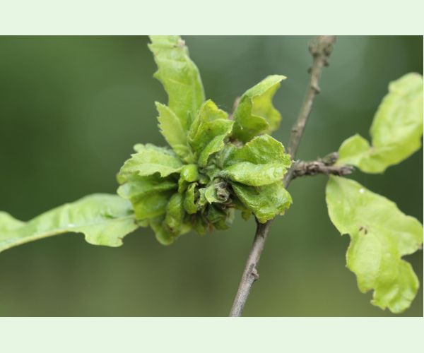 Hrčiarka Andricus crispator