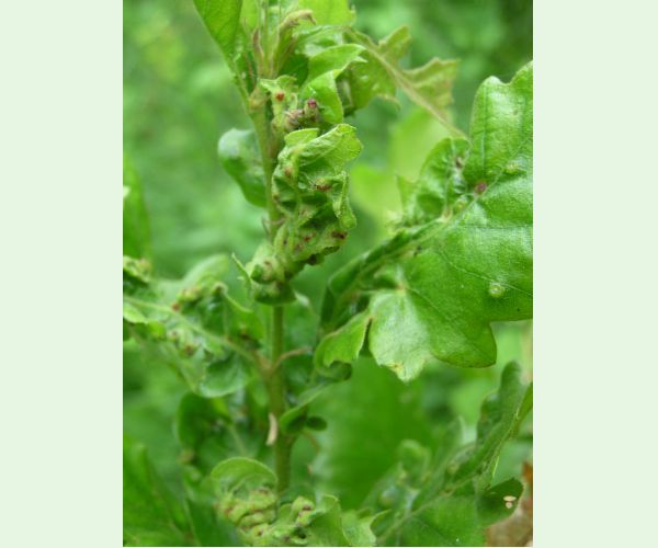 Hrčiarka Andricus crispator