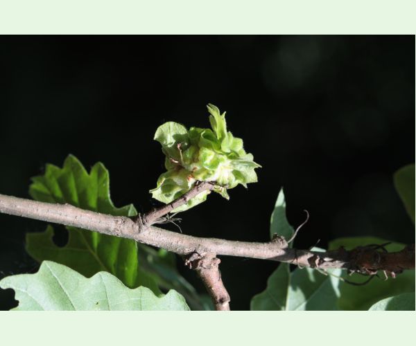 Hrčiarka Andricus crispator