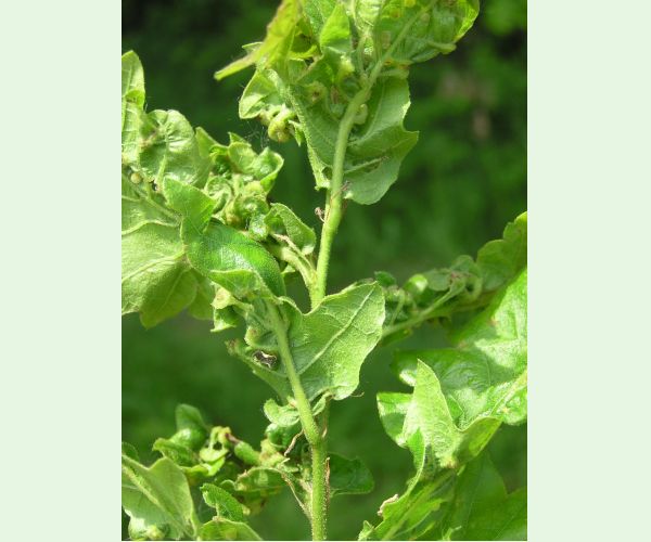 Hrčiarka Andricus crispator