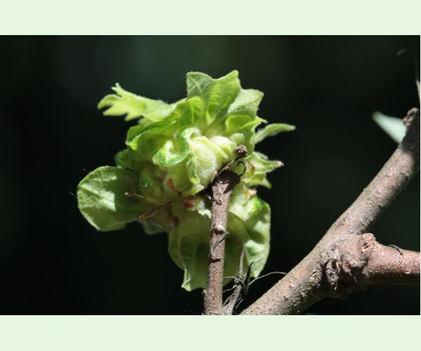 Hrčiarka Andricus crispator