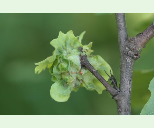 Hrčiarka Andricus crispator