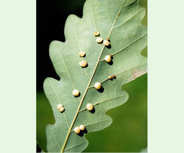 Hrčiarka Cynips divisa