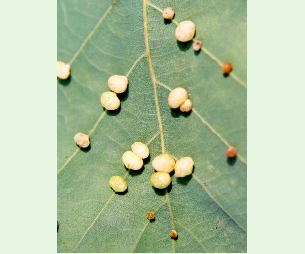 Hrčiarka Cynips divisa