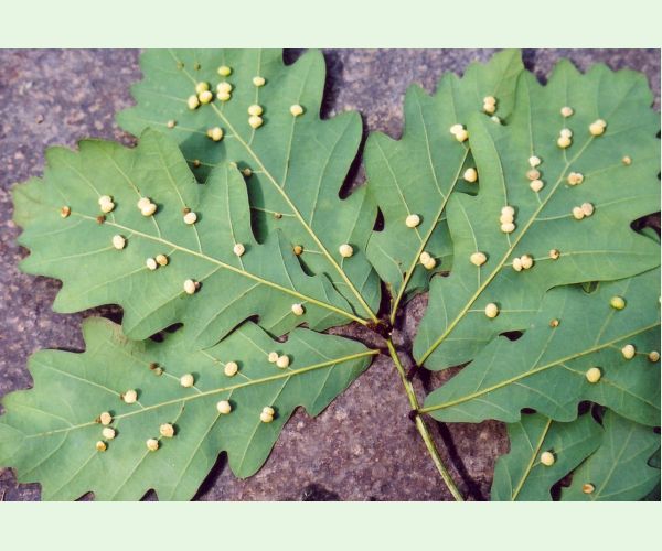 Hrčiarka Cynips divisa