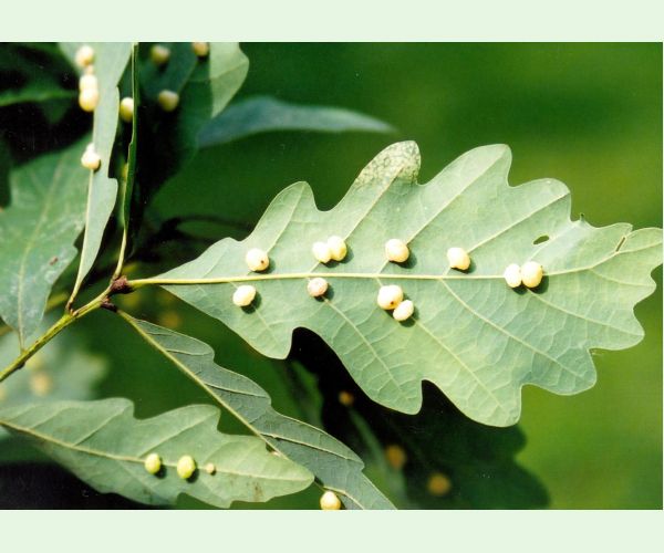 Hrčiarka Cynips divisa