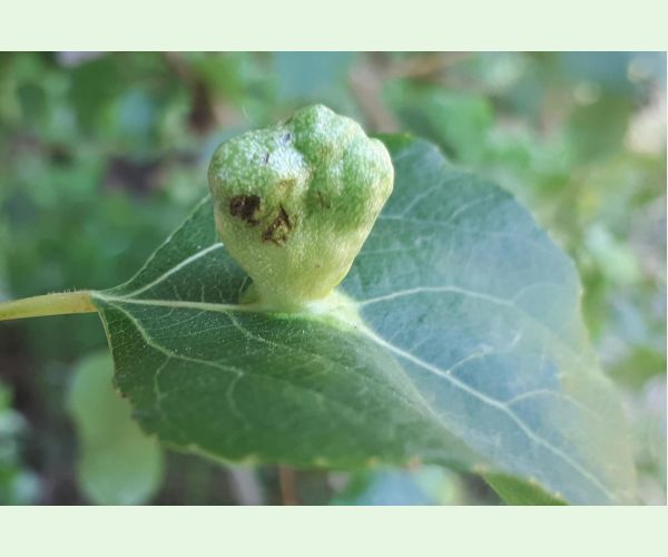 Dutinárka Pemphigus populi