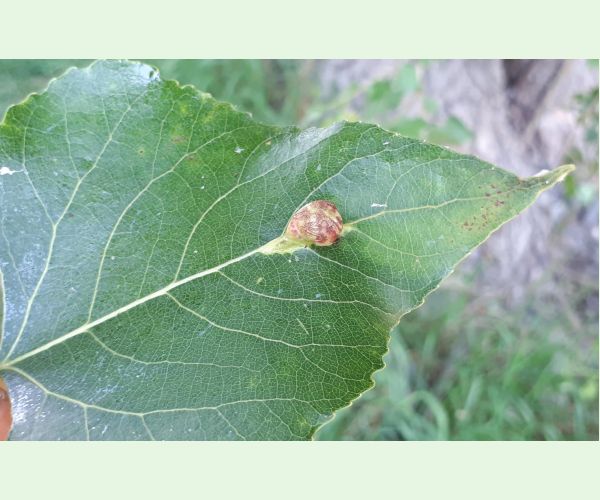 Dutinárka Pemphigus populi