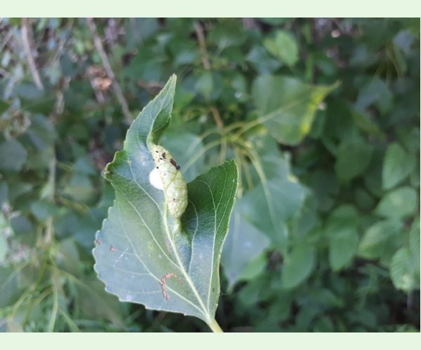Dutinárka Pemphigus populi