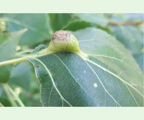 Dutinárka Pemphigus populi