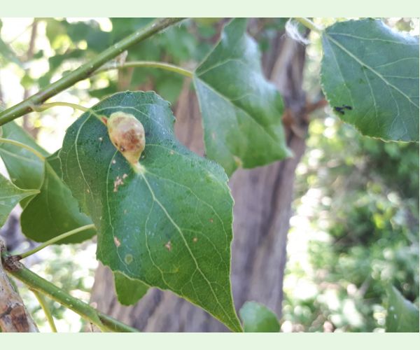 Dutinárka Pemphigus populi