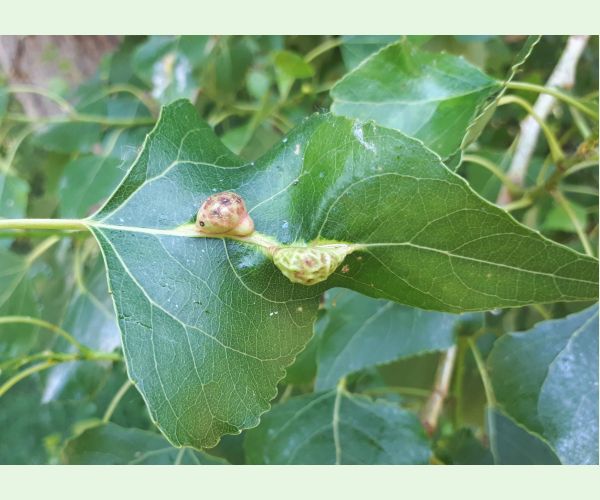 Dutinárka Pemphigus populi