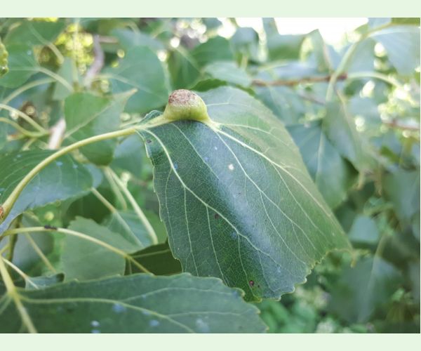 Dutinárka Pemphigus populi