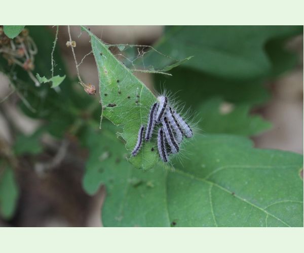 Priadkovček dubový