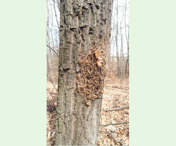 Priadkovček dubový