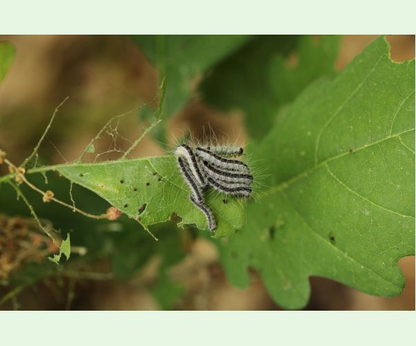 Priadkovček dubový