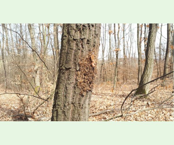 Priadkovček dubový