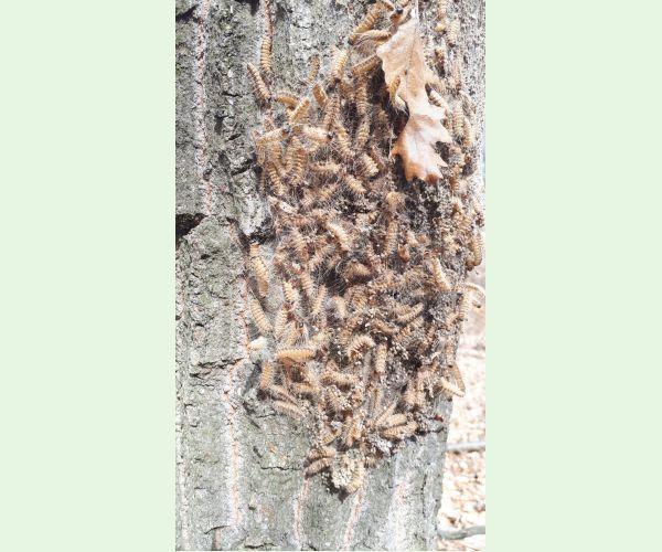 Priadkovček dubový