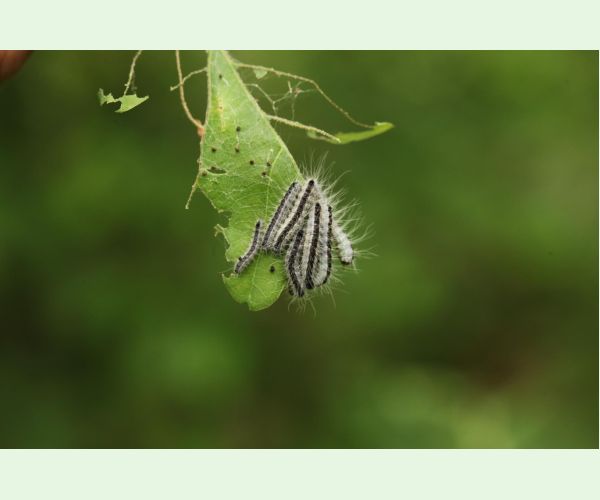 Priadkovček dubový