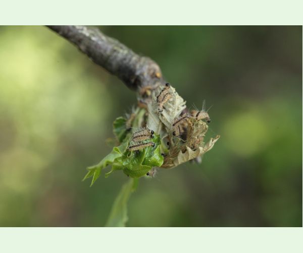 Priadkovček dubový