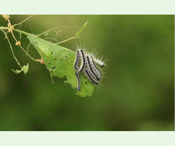 Priadkovček dubový