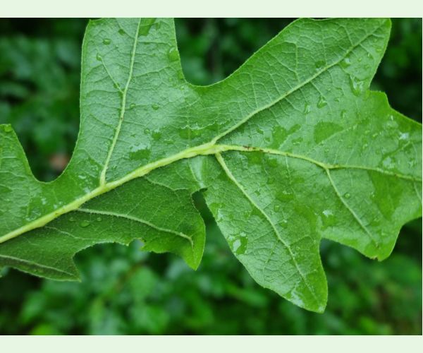 Hrčiarka Andricus testaceipes