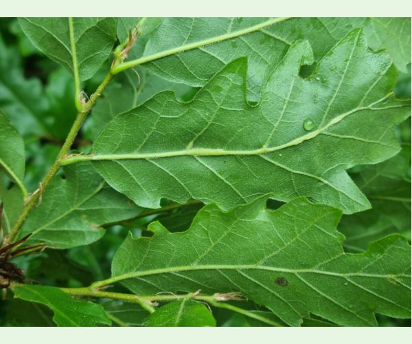 Hrčiarka Andricus testaceipes