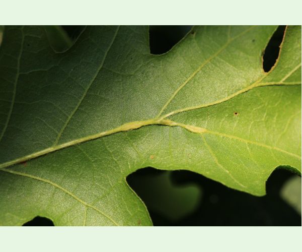 Hrčiarka Andricus testaceipes