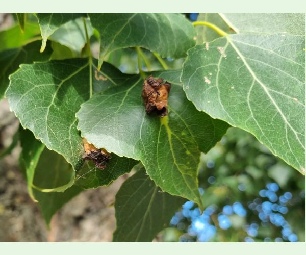 Dutinárka Pemphigus populi