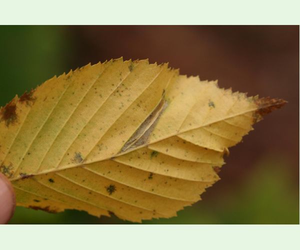 Ploskáčik Phyllonorycter tenerella