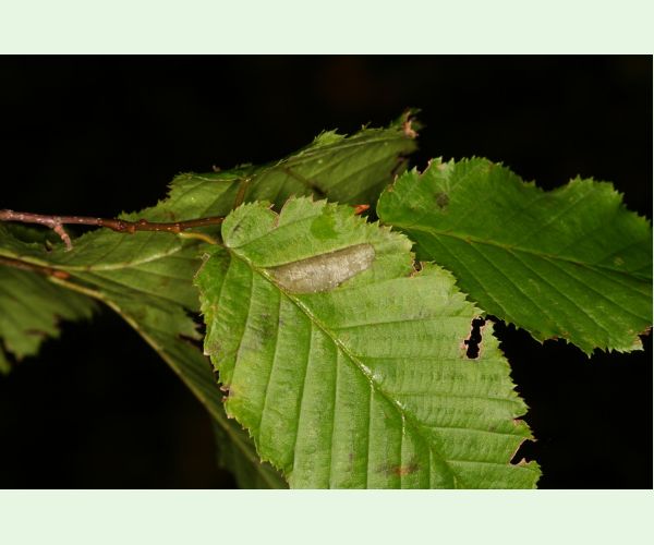 Ploskáčik Phyllonorycter tenerella